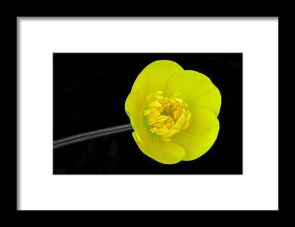 Buttercup Framed Print featuring the photograph Buttercup by Lisa Phillips
