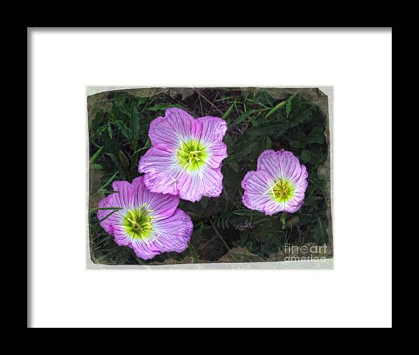 Flower Framed Print featuring the photograph Buttercup Wildflowers - Pink Evening Primrose by Ella Kaye Dickey