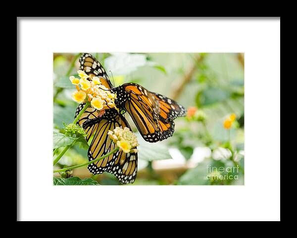Butterfly Framed Print featuring the photograph Butterflies 13 by Andrea Anderegg