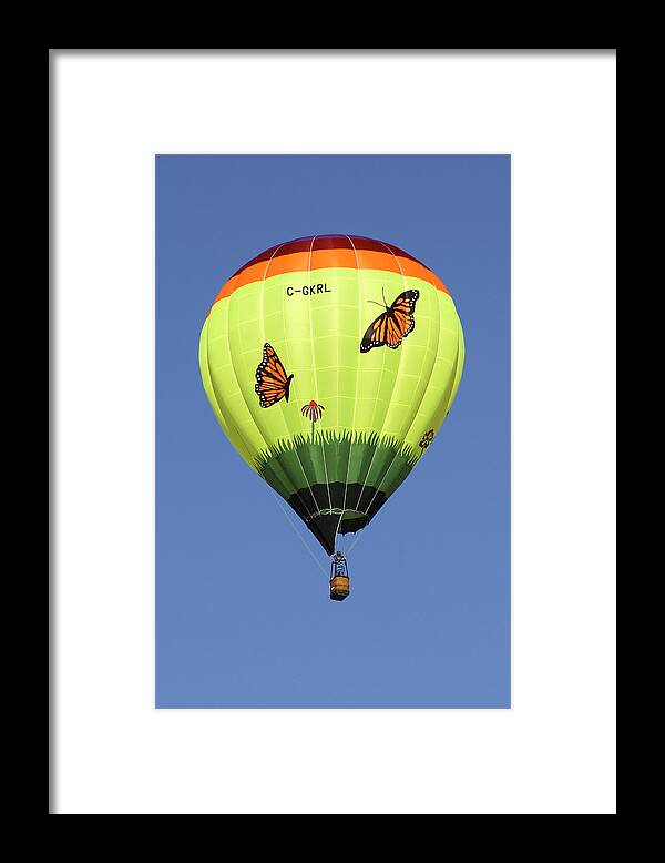 Monarch Butterflies Framed Print featuring the photograph Butterflies by Mike McGlothlen