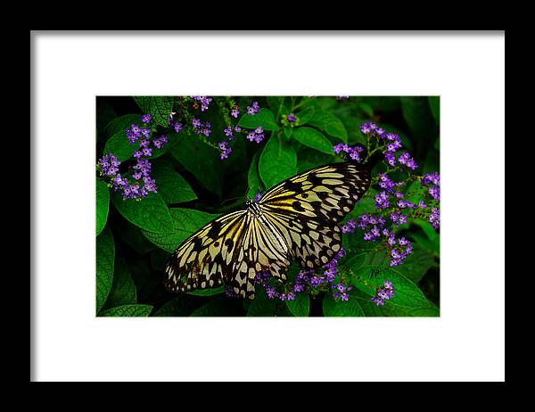 Butterfly Framed Print featuring the digital art Butterfly - Yellow Green Purple by Mark Valentine