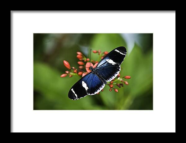 Butterflys Framed Print featuring the photograph Butterfly 0002 by Donald Brown