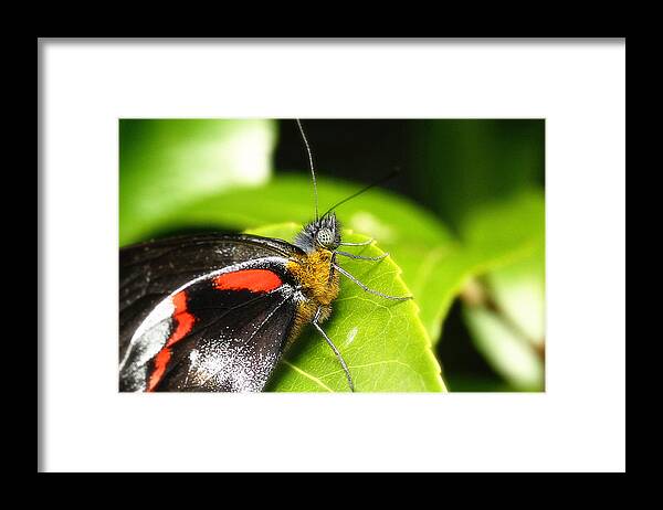 Butterflies Framed Print featuring the photograph Butterfly 001 by Kevin Chippindall
