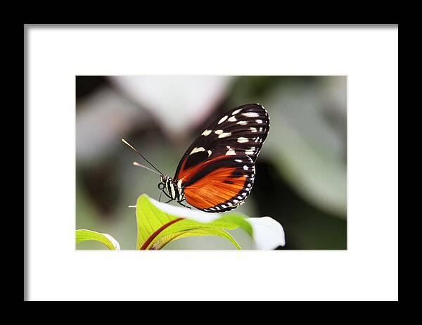 Butterfly Framed Print featuring the photograph Butterfly II by James Knight