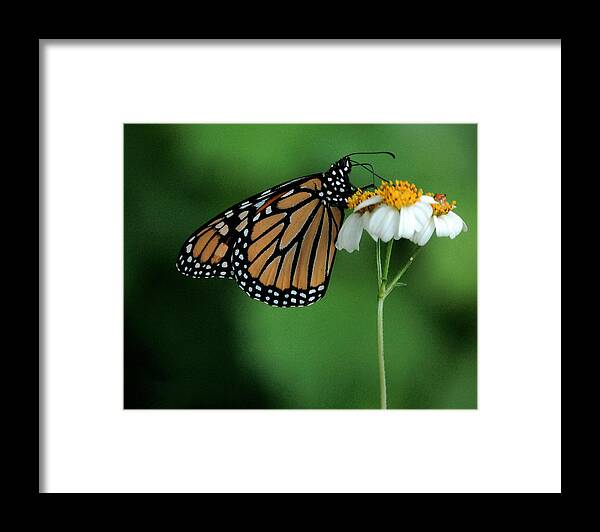 Flower Framed Print featuring the photograph Butterfly 3 by Leticia Latocki