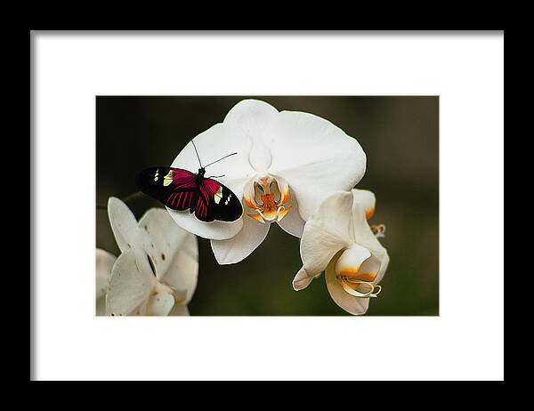 Palm Trees Photographs Framed Print featuring the photograph Butterfly 4 by Michael Guirguis