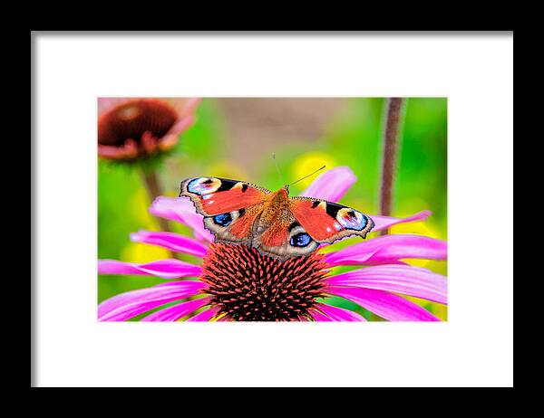Butterfly Framed Print featuring the photograph Butterfly by Alex Hiemstra