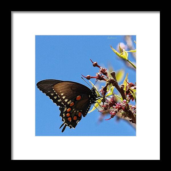  Framed Print featuring the photograph Butterfly And Blue Sky - Lady Bird by Lisa Viator
