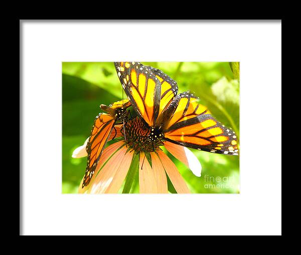 Spring Framed Print featuring the photograph Butterfly and Friend by Erick Schmidt