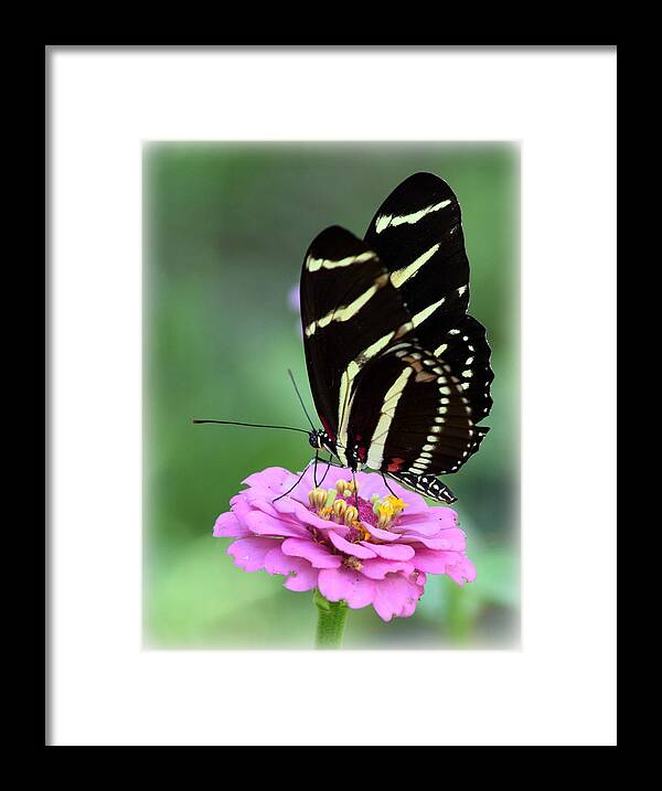 Butterfly Framed Print featuring the photograph Butterfly and Pink Zinnia V by Sheri McLeroy