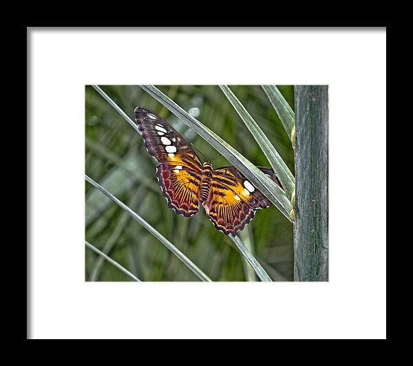 Butterfly Framed Print featuring the photograph Butterfly at Rest by Dennis Dugan