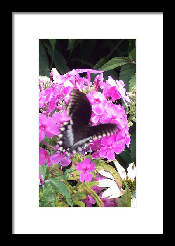Butterfly Framed Print featuring the photograph Butterfly by Cynthia Harvey