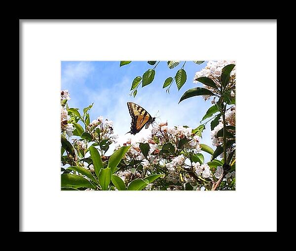 Butterfly Framed Print featuring the photograph Butterfly by Dani McEvoy