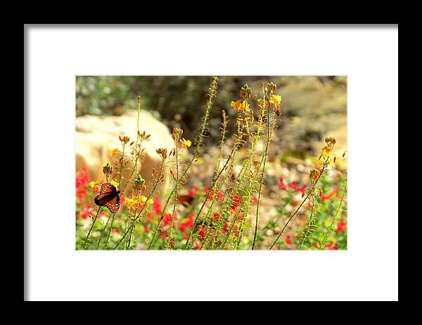 Texas State Park Framed Print featuring the photograph Butterfly feeding by David Norman