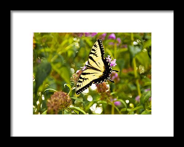 Landscape Framed Print featuring the photograph Butterfly from heaven by Lynn Bouley