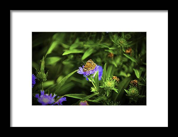Insects Framed Print featuring the photograph Butterfly Glow by Donald Brown