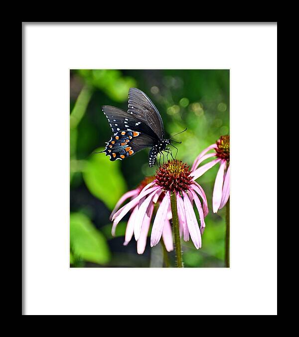 Butterfly Framed Print featuring the photograph Butterfly in Black by Marty Koch