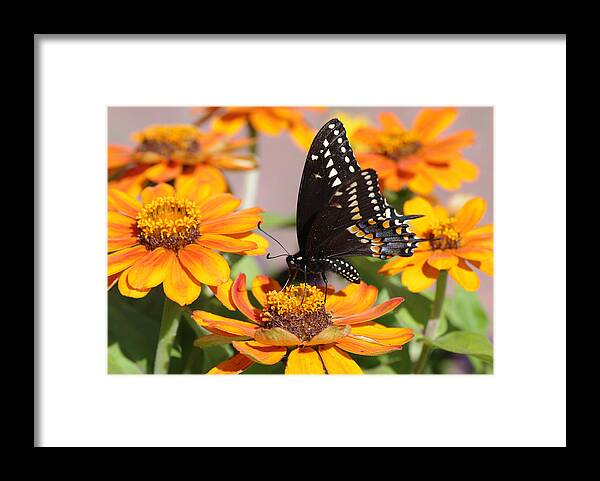 Butterfly Framed Print featuring the photograph Butterfly in Living Color by Greg Graham