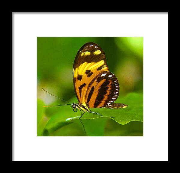 Butterfly Framed Print featuring the photograph Butterfly in lush green by David Lee Thompson
