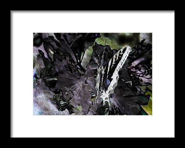 Butterfly Framed Print featuring the photograph Butterfly in Violet Green and Black by Belinda Greb