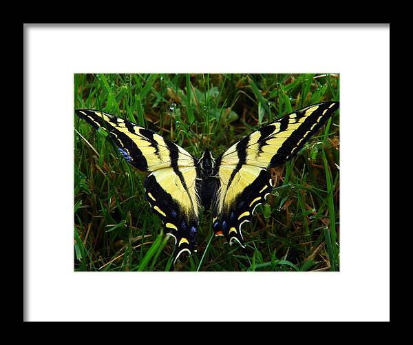 Butterfly Framed Print featuring the photograph Butterfly by Jerilyn Chevalier