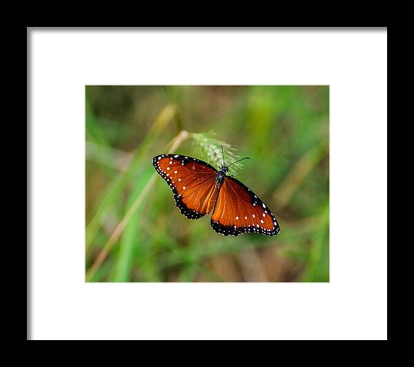 Butterfly Framed Print featuring the photograph Butterfly by John Johnson