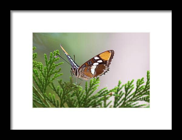 Butterfly Framed Print featuring the photograph Butterfly by Martin Valeriano