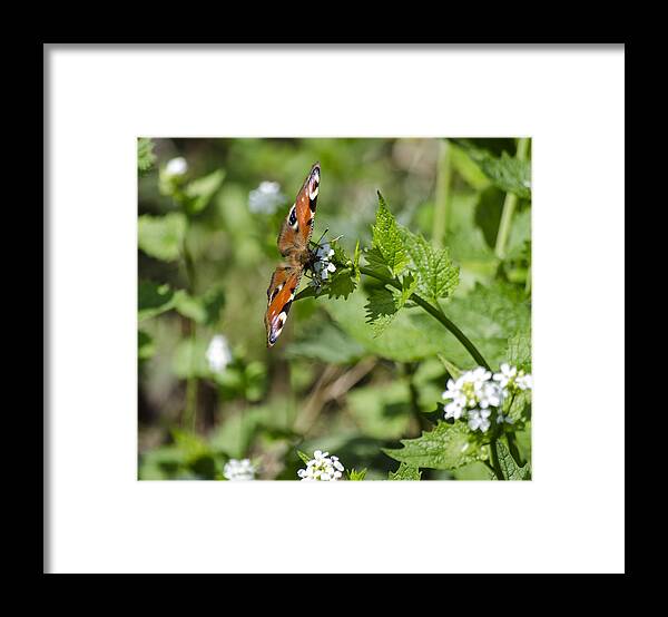 Butterfly Framed Print featuring the photograph Butterfly by Spikey Mouse Photography