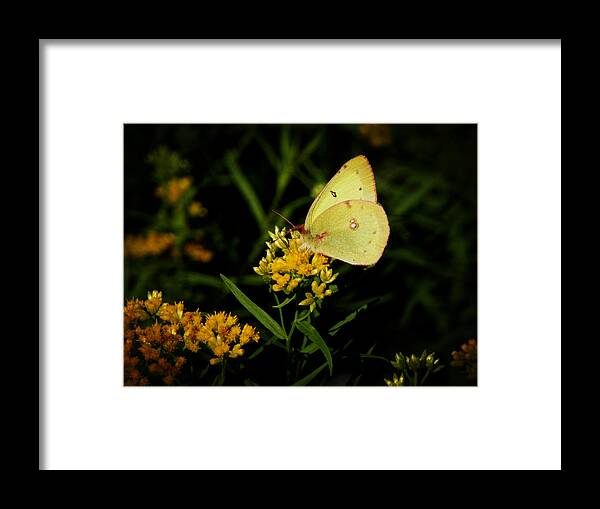 Butterfly Framed Print featuring the photograph Butterfly Kiss by Zinvolle Art