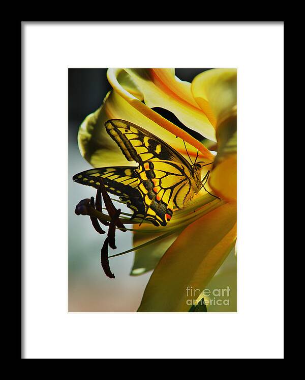 Butterfly Framed Print featuring the photograph Butterfly by Loni Collins