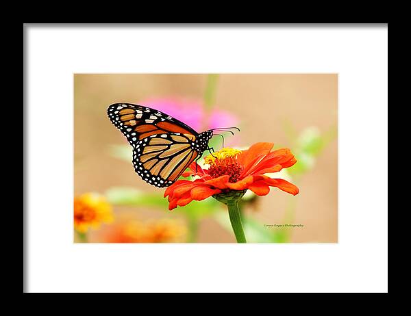 Butterfly Framed Print featuring the digital art Butterfly Lunch by Lorna Rose Marie Mills DBA Lorna Rogers Photography