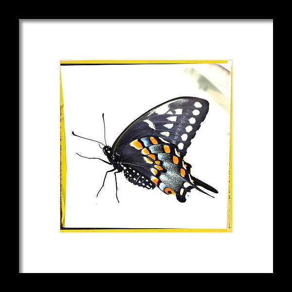Butterfly Framed Print featuring the photograph Butterfly Mellow Yellow by Dorian Hill