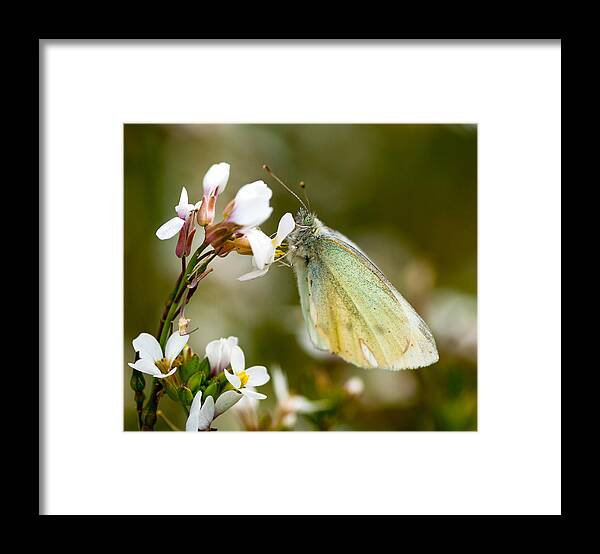 Butterfly Framed Print featuring the photograph Green Butterfly resting on flower by Michalakis Ppalis