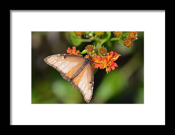 Butterfly On Mexican Flame Framed Print featuring the photograph Butterfly on Mexican Flame by Debra Martz