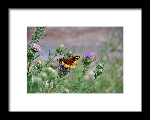 Butterfly Framed Print featuring the photograph Butterfly on Thistle by Francie Davis