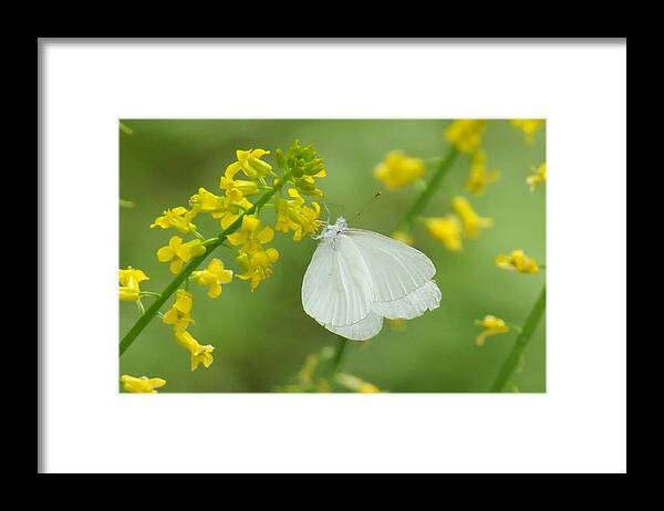 Wildflower Framed Print featuring the photograph Butterfly on Yellow Weed by Alan Lenk