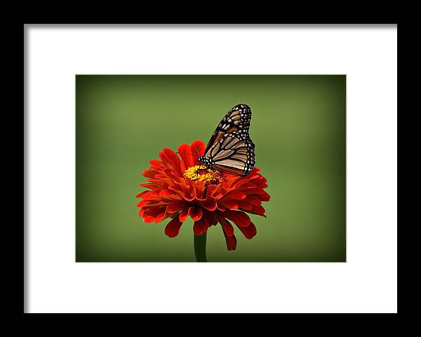 Butterfly Framed Print featuring the photograph Butterfly on Zinnia by Sandy Keeton