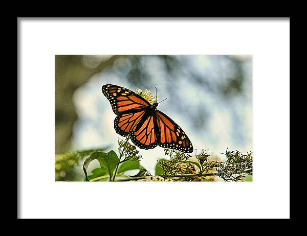Paul Ward Framed Print featuring the photograph Butterfly - Open Wings by Paul Ward