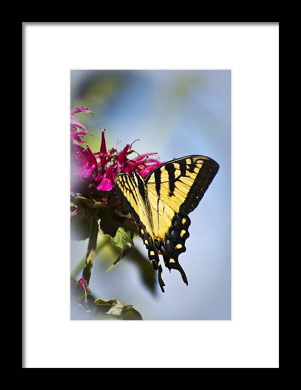 Butterfly Framed Print featuring the photograph Butterfly Out Of The Blue - Blue Butterfly Art by Christina Rollo