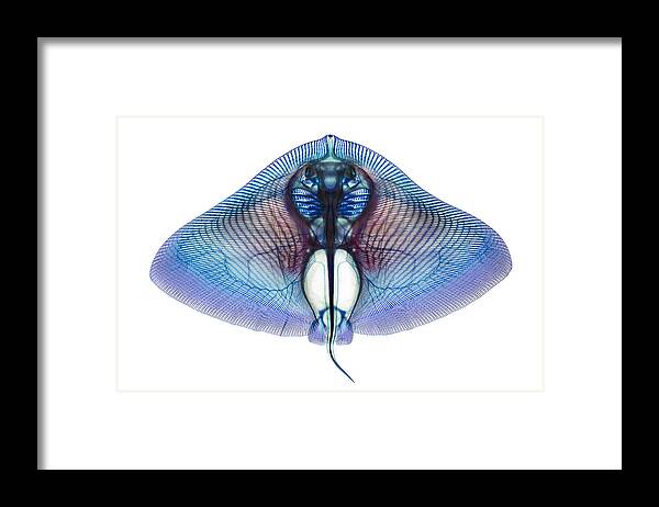 Ray Framed Print featuring the photograph Butterfly Ray by Adam Summers