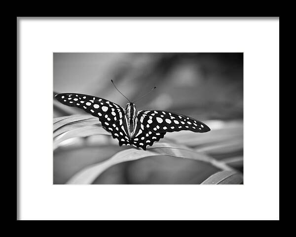 Butterfly Black & White Framed Print featuring the photograph Butterfly Resting by Ron White