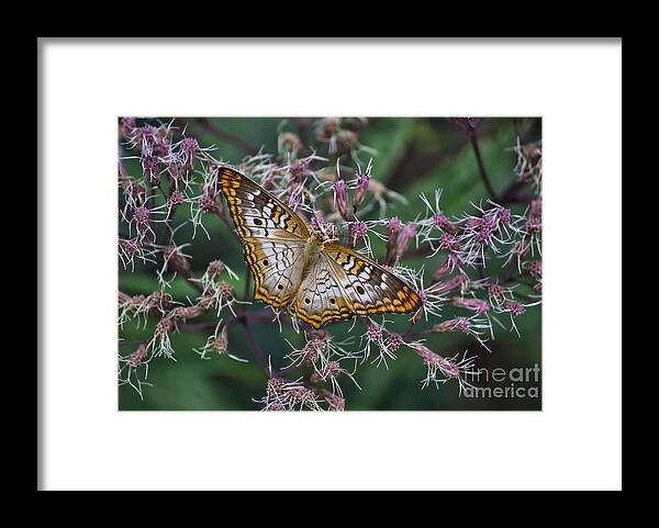 Il Framed Print featuring the photograph Butterfly Soft Landing by Thomas Woolworth