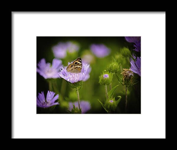 Outdoors Framed Print featuring the photograph Butterfly Spotlight by Donald Brown