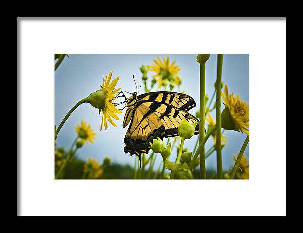 Butterfly Framed Print featuring the photograph Butterfly by T Cairns
