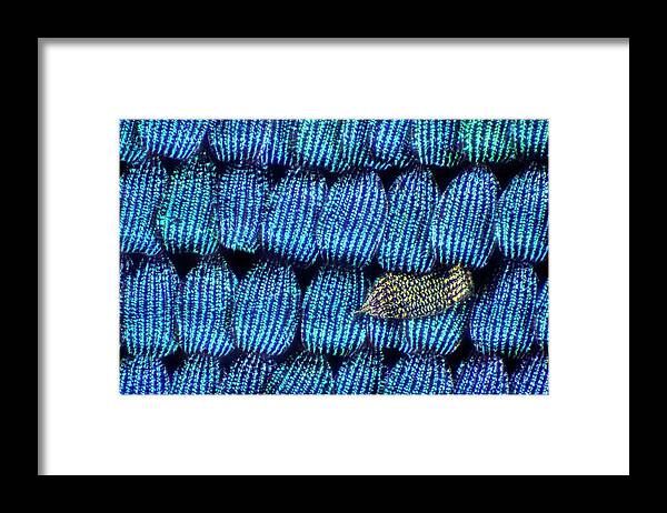 Macro Framed Print featuring the photograph Butterfly Wing Scales by Frank Fox