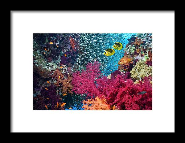 Raccoon Butterflyfish Framed Print featuring the photograph Butterflyfish In Coral Reef Scenery by Georgette Douwma