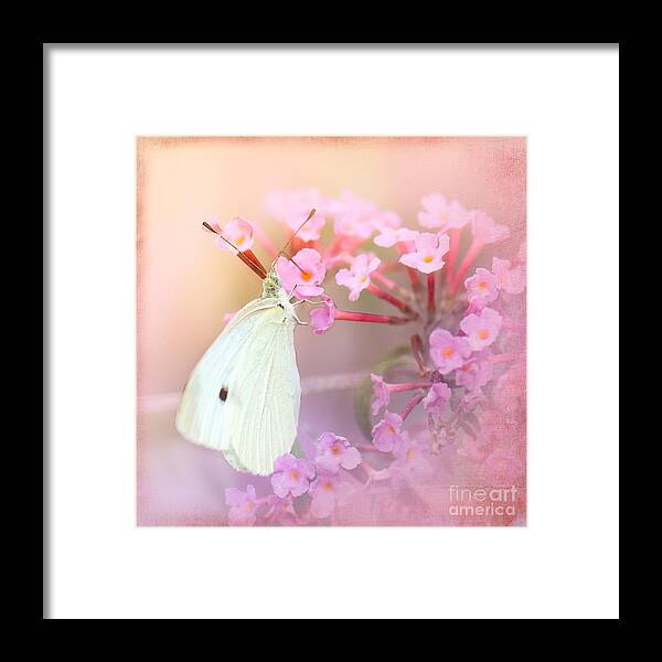 Cabbage White Butterflies Framed Print featuring the photograph Butterrfly Joy by Betty LaRue