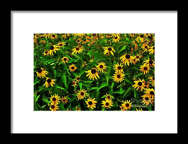 Flowers Framed Print featuring the photograph Buzzing Black Eyes by Randy Rogers