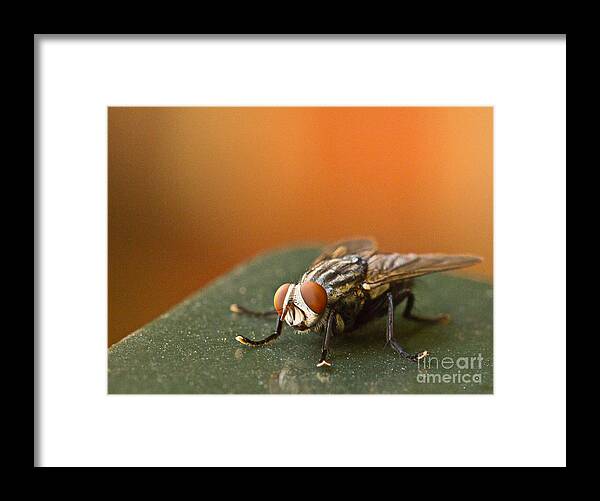 Art Prints Framed Print featuring the photograph Buzzzzzzz by Dave Bosse