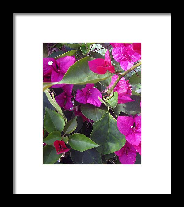 Hot Pink Framed Print featuring the photograph Byzantine by Debi Singer